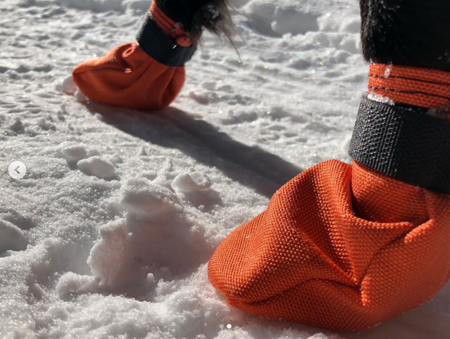 The Dog Boots