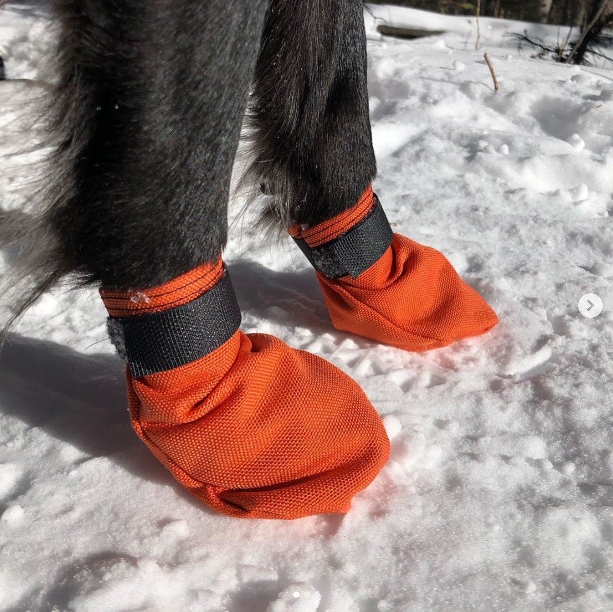 The Dog Boots