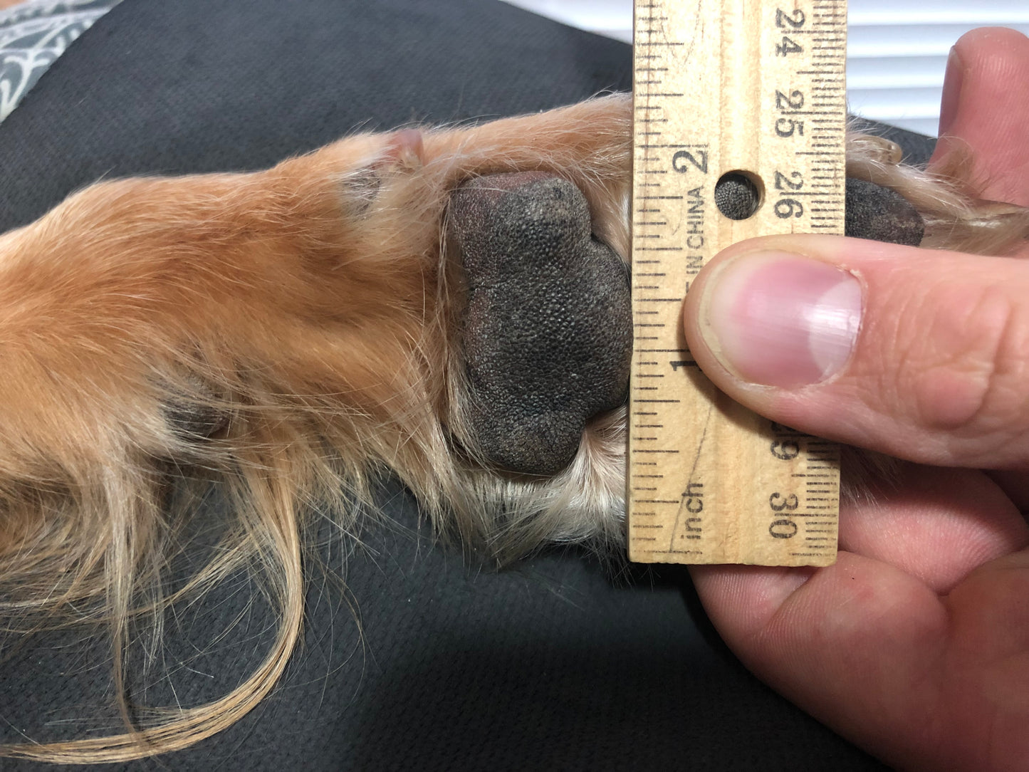 The Dog Boots