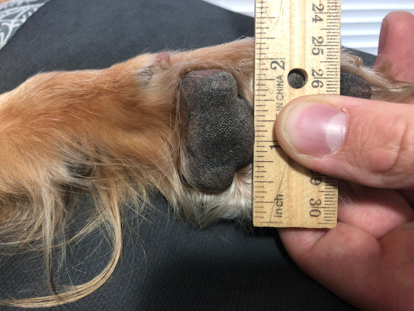 The Dog Boots