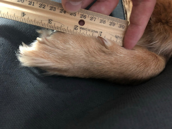 The Dog Boots