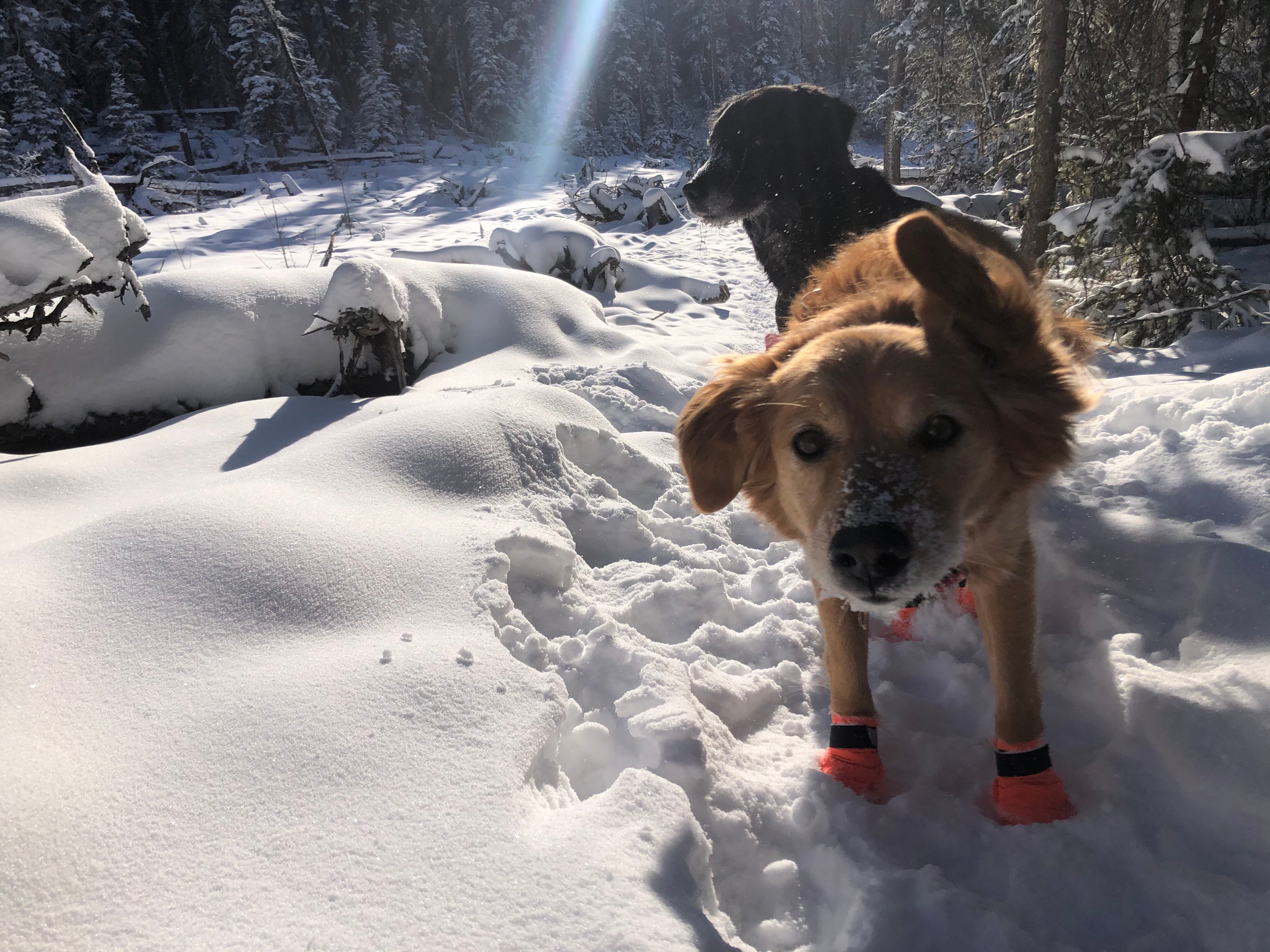 Dog in snow boots hotsell