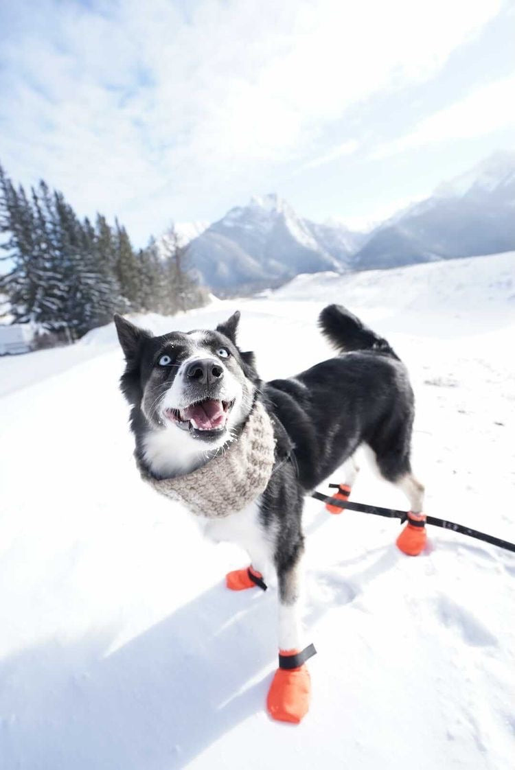 The Dog Boots